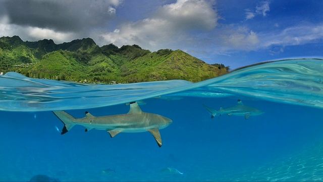 Климат и мы Как помочь планете смотреть онлайн