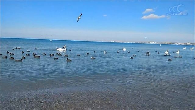 Голуби купаются в море в Анапе. Лебеди на зимовке смотреть онлайн