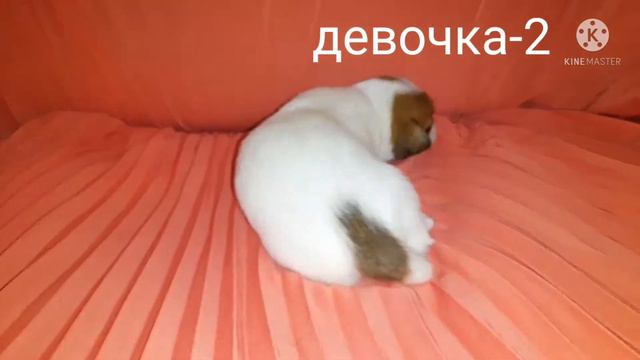 Продажа щенков джек рассел терьер д.р.22.04.2022г. смотреть онлайн