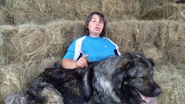 Как пережить жару крупным собакам смотреть онлайн