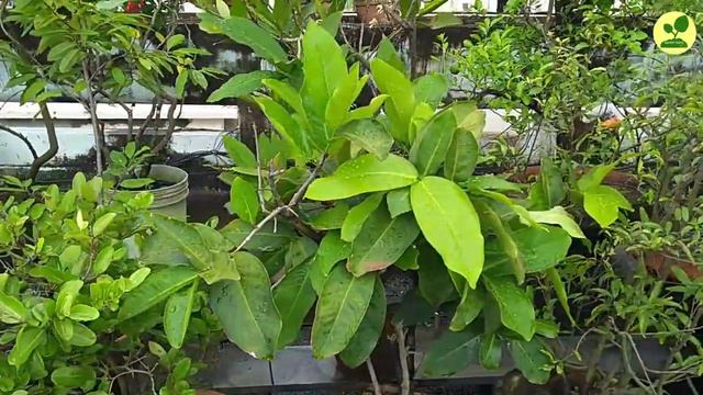 Introduction to my Home Garden -Part 1 (With English Sub Title)| বাগান পরিচয় - প্রথম পর্ব смотреть онлайн
