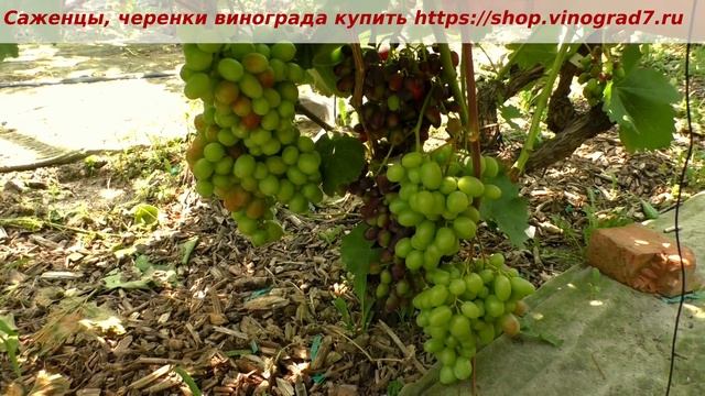 25 июля, окрашивание винограда Надежда АЗОС и новой ГФ Олимп. 10 дней разница- кто созреет первым? смотреть онлайн
