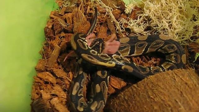 Малыш Региус питается смотреть онлайн
