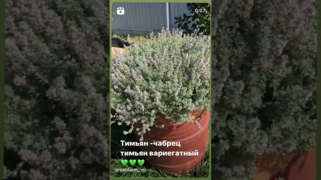 Пряные травы есть в ассортименте! #тимьян #чабрец #ароматныеновинки #чай #чайстимьяном #сады смотреть онлайн