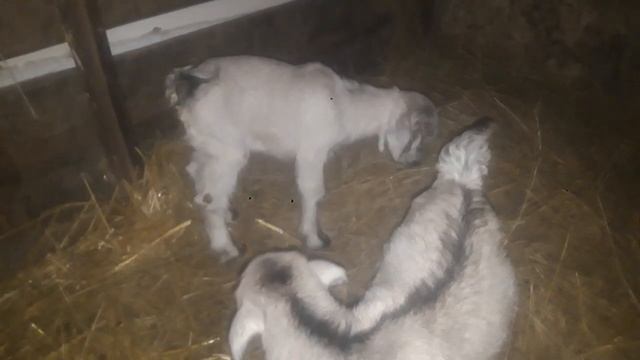 козлята пообедали