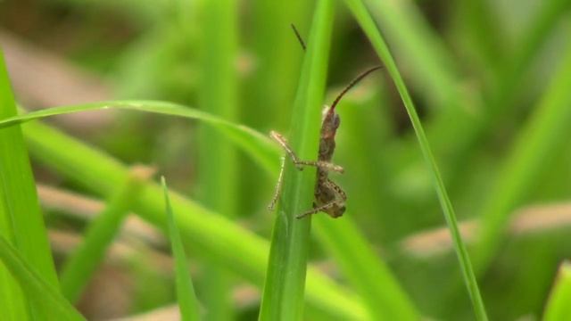 Непрошенные Гости на Даче или все же Хозяева?? Наши природные соседи смотреть онлайн