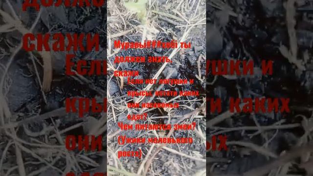 Чем питаются змеи (ужики маленькие) смотреть онлайн