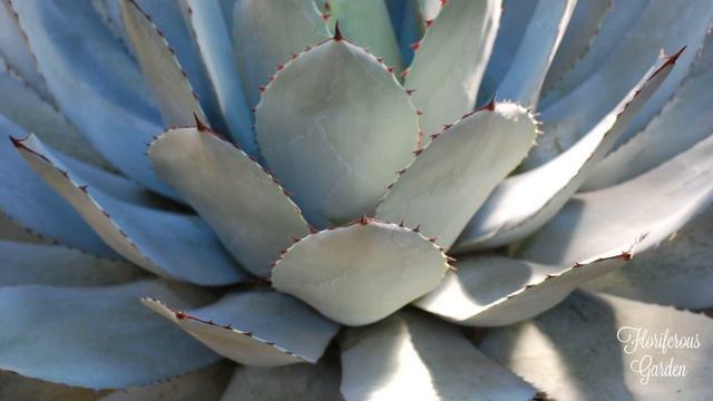 Agave смотреть онлайн
