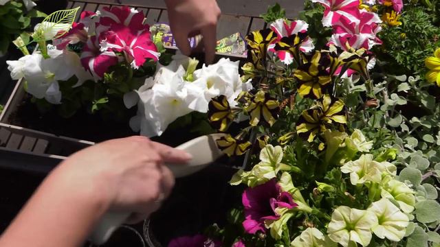 Surfinie, Petunie - Jak Przedłużyć Kwitnienie? - Kompozycje Z Surfiniami