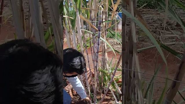 Aula demonstrativa (parte 7) - Determinação da Maturação de cana-de-açúcar смотреть онлайн