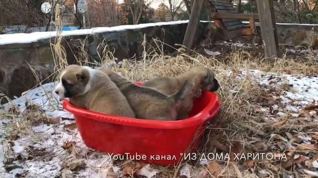 Щенка алабая - первый выход на улицу смотреть онлайн