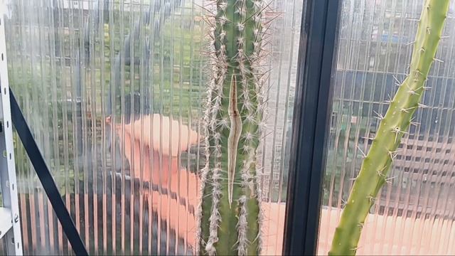 Треснул мой кактус.Почему кактусы закладывают бутоны? смотреть онлайн