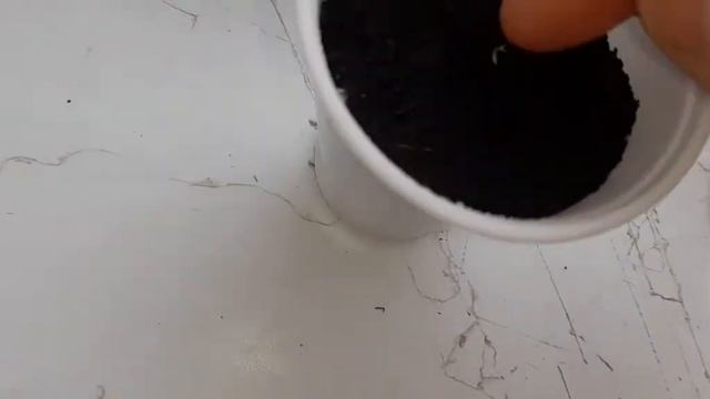 Ель Ситхинская (Прибрежная) выращивание из семян. Первые всходы. Этап 2. смотреть онлайн