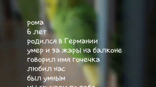 Умер попугай рома и за жары,любим,помним и скорбим смотреть онлайн