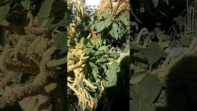 Строительные Шаблоны