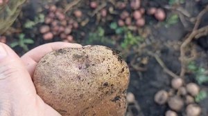 старинный сорт картофеля СИНЕГЛАЗКА и новый сорт ААЛЯСКА