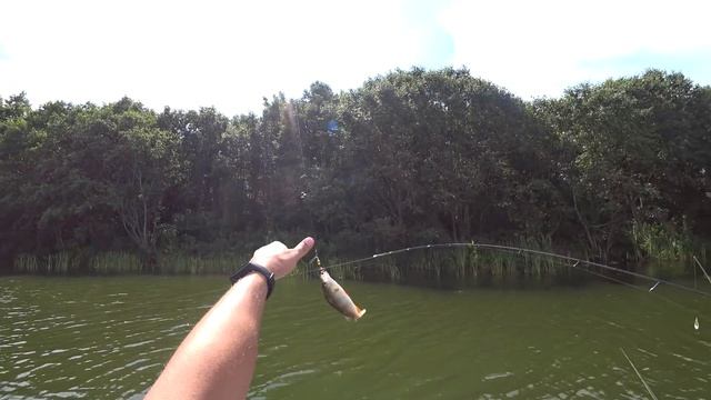 РЫБАЛКА НА БОЛОТЕ. ЛОВЛЯ ЩУКИ НА БЛЕСНУ. ЛОВЛЯ ОКУНЯ НА ВЕРТУШКУ смотреть онлайн