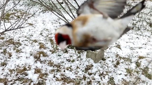 Ловля певчих птиц, чижик и щегол. Ловля чижа. Ловля щегла. смотреть онлайн