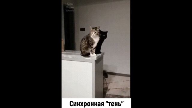 Смешные КОТЫ КОТИКИ КОТЯТА Приколы с животными #66 смотреть онлайн