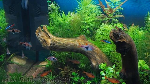 Жизнь аквариума на грунте Амазония и подложке Био микс смотреть онлайн