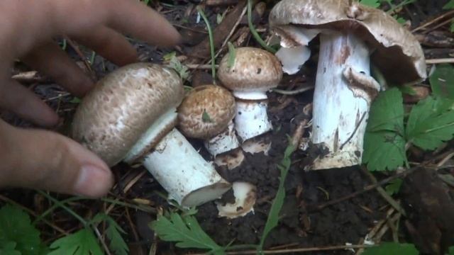 Шампиньон лесной. Agaricus silvaticus. Сбор грибов в лесу. смотреть онлайн