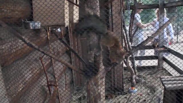 Самое смешное видео Белка псих смотреть онлайн