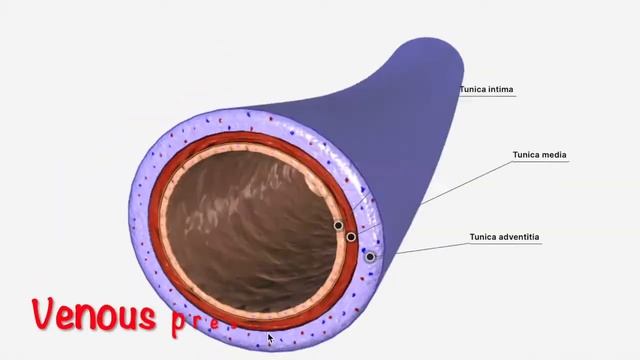Valsalva Maneuver- what is it, how it works, how to use it for training смотреть онлайн