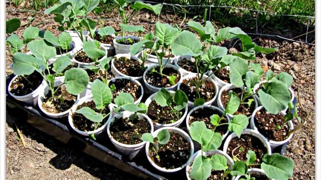 Выращивание капусты, все секреты отличного урожая от А до Я смотреть онлайн