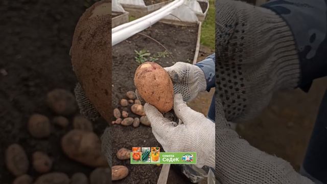 Женечка - это новый сорт удивительного картофеля! смотреть онлайн