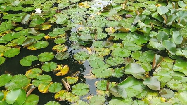 Ботанический сад в Сухуме смотреть онлайн