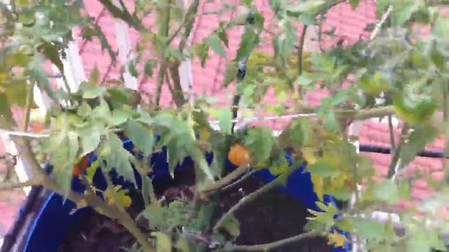 Garden Update 7/4/16 смотреть онлайн