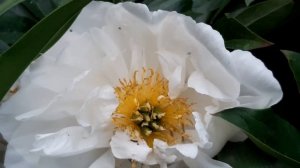 Peony Krinkled White (пион Krinkled White). Цветение в 2020 году