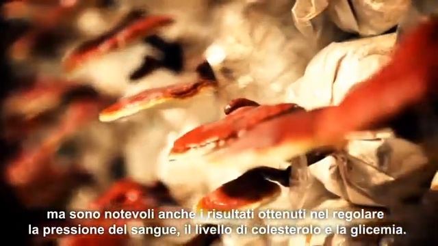 Mantenere la salute con il Ganoderma Lucidum Reishi смотреть онлайн