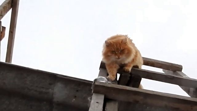 #Сибирские_кошки, кот да петух, лето и зима #Siberian_cats and #kittens смотреть онлайн