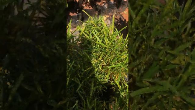 Gold Star Croton | Codiaeum Variegatum