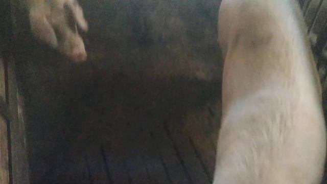 1 год эксплуатации щелевого пола. Стоит ли так делать загон для свиней. смотреть онлайн