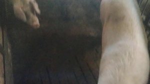 1 год эксплуатации щелевого пола. Стоит ли так делать загон для свиней.