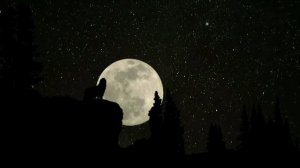 wolf howling at the moon HD 1080p (волк воет на луну)