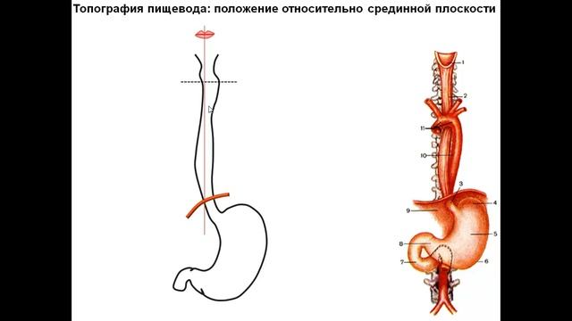 Топография пищевода. смотреть онлайн