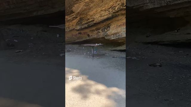 Свиньи среди нас