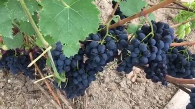 КМ Райский - полезный совет от Елены 2019г смотреть онлайн