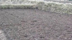 Посев клевера дедовским методом