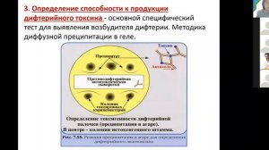 С. А. Лисовская. Коринебактерии. Возбудитель дифтерии. Бордетеллы. Медицинская биохимия.