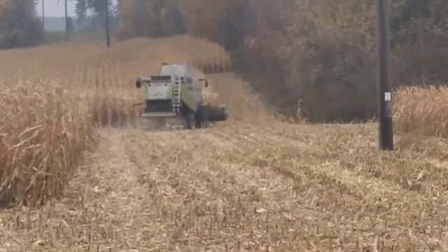 квасовка. уборка кукурузы на зерно 2021 смотреть онлайн