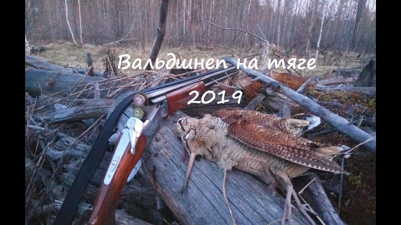 Тяга вальдшнепа. Охота на вальдшнепа смотреть онлайн