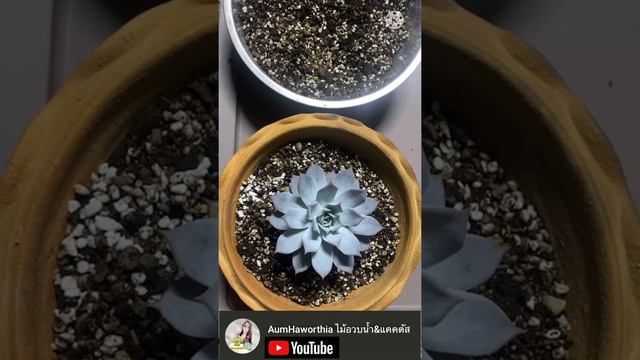 ☘️เปลี่ยนดินให้น้องกุหลาบหินกับพี่อุ๋มกันคะ #Echeveria Lucila смотреть онлайн
