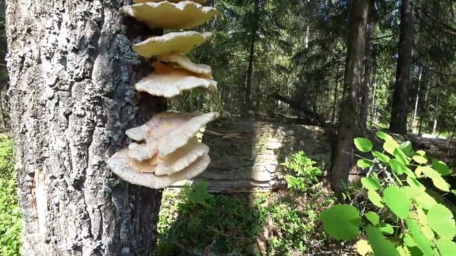 СБОР ГРИБОВ ТРУТОВИКОВ СЕРНО-ЖЁЛТЫХ И ПОЕЗДКА В СТАРУЮ ХИЖИНУ В ЛЕСУ. смотреть онлайн