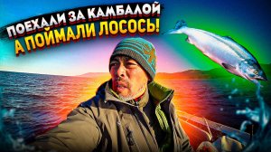 Поехали за камбалой, а поймали лосось!