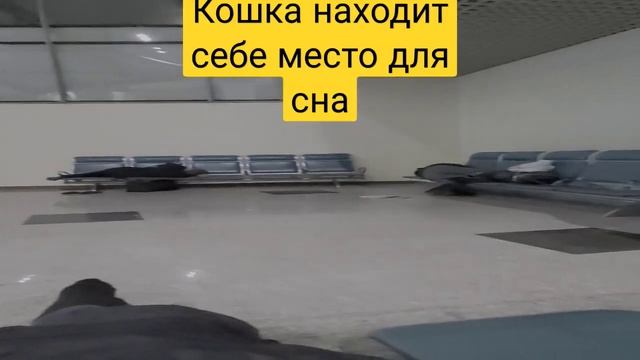 Домашние животные кошки часто используется как навигаторы расстановки мебели  в жилых помещениях