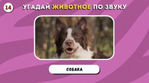 угадай животное по звуку за 5 секунд!